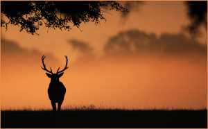 an example of the images created by Mark Coombes